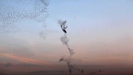 Christoph Brech: riesige Staren-Schw&auml;rme kreisen am Abendhimmel. Der Himmel ist oben hellblau verf&auml;rbt und geht unten in ein warmes rot/violett &uuml;ber.