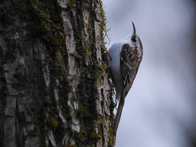 Ein Vogel an einem Baum sitzend.